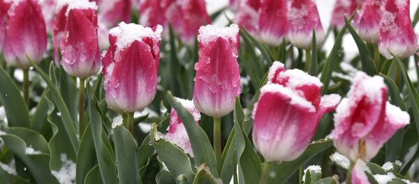 цюльпаны ў снезе, архіўнае фота цюльпаны ў снезе, архіўнае фота - Sputnik Беларусь