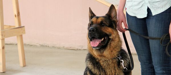 Приют на Гурского - Sputnik Беларусь