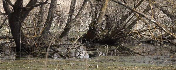 Болото - Sputnik Беларусь