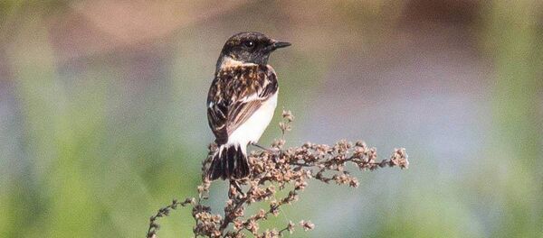 Упершыню ў Беларусь заляцеў сібірскі чорнагаловы чакан - Sputnik Беларусь