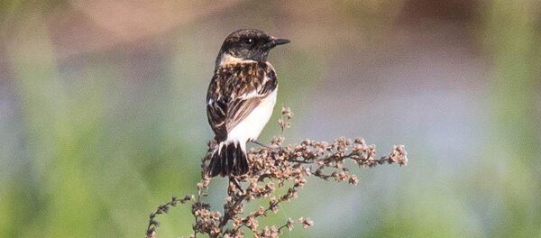 Впервые в Беларусь залетел сибирский черноголовый чекан - Sputnik Беларусь