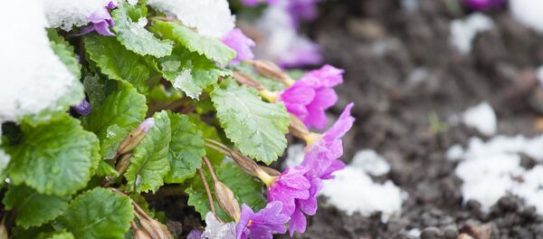 Снег в мае - Sputnik Беларусь