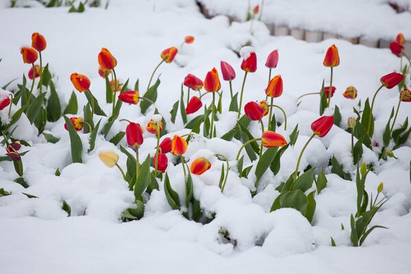 Тюльпаны под снегом - Sputnik Беларусь