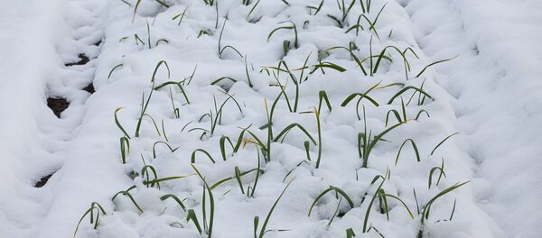 Снег выпал в мае - Sputnik Беларусь