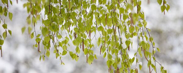 Снег в мае - Sputnik Беларусь