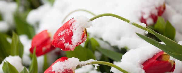 Снег в мае - Sputnik Беларусь