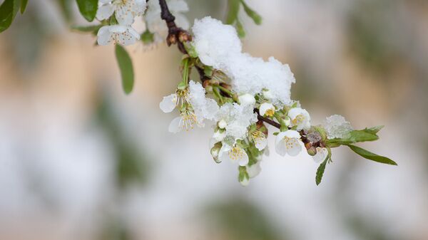 Снег в мае - Sputnik Беларусь