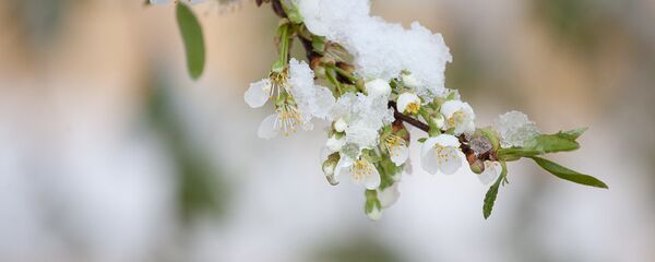 Снег в мае - Sputnik Беларусь