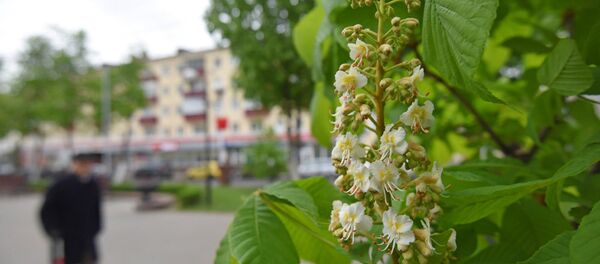 В Гомеле цветут каштаны - Sputnik Беларусь