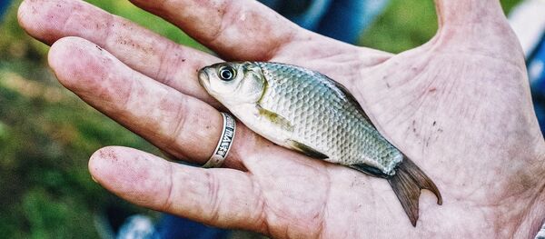 Карась, архивное фото - Sputnik Беларусь