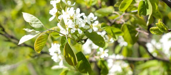 У Мінск прыйшла вясна У Мінск прыйшла вясна - Sputnik Беларусь