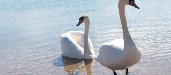 У Мінск прыйшла вясна - Sputnik Беларусь