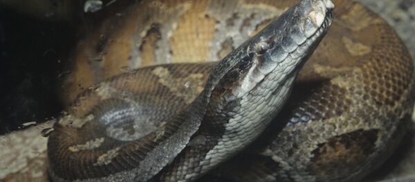 Пестрый питон - Sputnik Беларусь