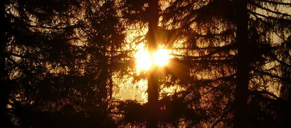 Вечерний лес - Sputnik Беларусь