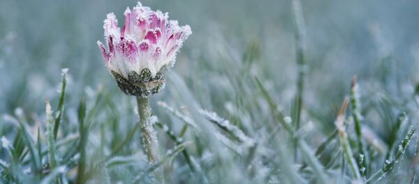 Иней на траве весной - Sputnik Беларусь