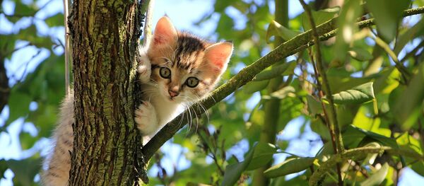 Котенок на дереве - Sputnik Беларусь