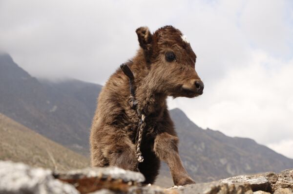 Местные обитатели привыкли к огромным толпам туристов - Sputnik Беларусь