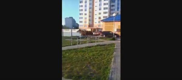 Відэафакт: лось бегаў па вуліцах Мазыра - Sputnik Беларусь