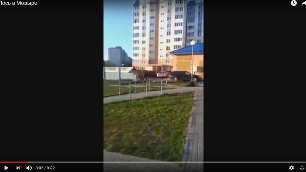 Відэафакт: лось бегаў па вуліцах Мазыра - Sputnik Беларусь