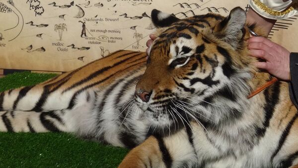 Видеофакт: тигрица появилась в одном из столичных ресторанов - Sputnik Беларусь