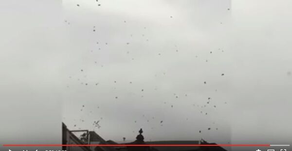 Огромный пчелиный рой атаковал жителей Лондона, видео - Sputnik Беларусь