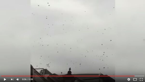 Огромный пчелиный рой атаковал жителей Лондона, видео - Sputnik Беларусь