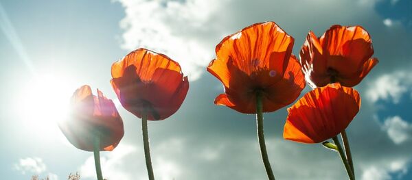 Цветение маков - Sputnik Беларусь