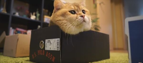 Кот и коробки: популярный в интернете кот Хосико выбирал домик Кот и коробки: популярный в интернете кот Хосико выбирал домик - Sputnik Беларусь