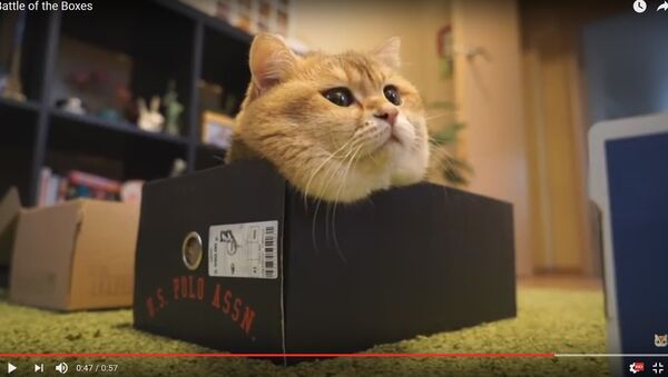Кот и коробки: популярный в интернете кот Хосико выбирал домик - Sputnik Беларусь