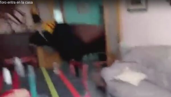 Видеофакт: бык ворвался в квартиру во время фестиваля в Валенсии - Sputnik Беларусь