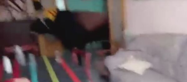 Видеофакт: бык ворвался в квартиру во время фестиваля в Валенсии Видеофакт: бык ворвался в квартиру во время фестиваля в Валенсии - Sputnik Беларусь