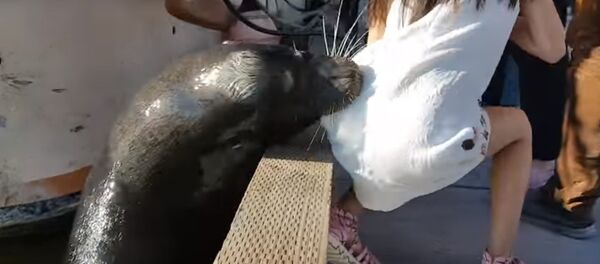 Морской лев утащил девочку под воду - Sputnik Беларусь