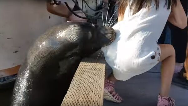 Морской лев утащил девочку под воду - Sputnik Беларусь