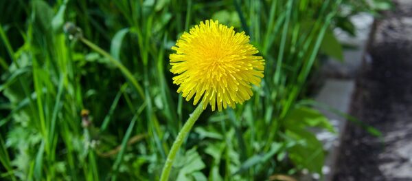 Цветение одуванчика, архивное фото - Sputnik Беларусь