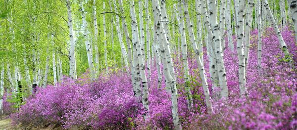 Цветение багульника в Забайкальском крае - Sputnik Беларусь