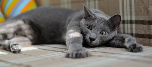 Кот на диване, архивное фото - Sputnik Беларусь