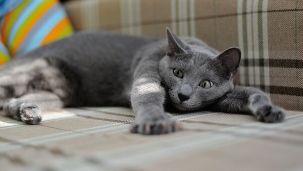 Кот на диване, архивное фото - Sputnik Беларусь