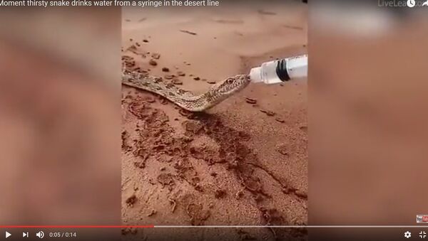 Как напоить змею: рептилия пила из шприца в саудовской пустыне - Sputnik Беларусь