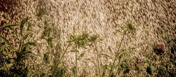 Агарод ў парадку, ці як змагацца з пустазеллем - Sputnik Беларусь