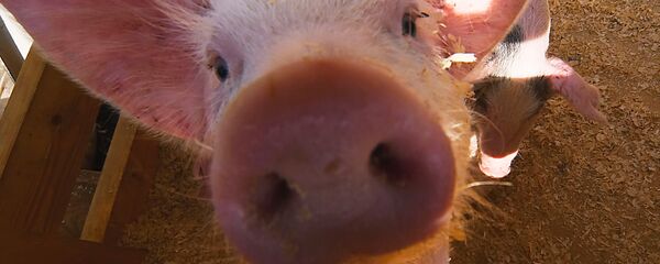 Поросенок - Sputnik Беларусь