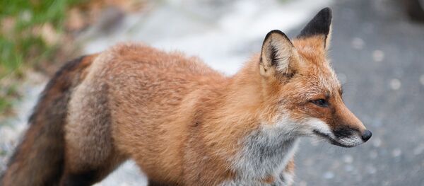 Лиса, архивное фото - Sputnik Беларусь