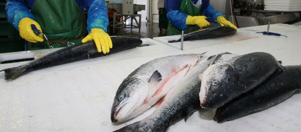 Переработка рыбы - Sputnik Беларусь