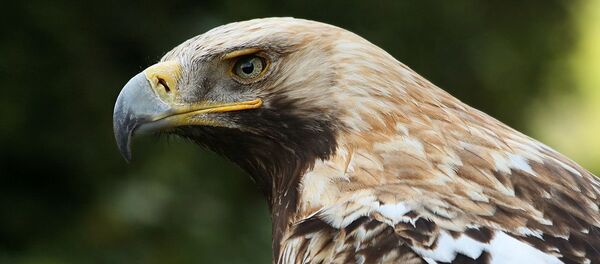Арол-магільнік (Aquila heliaca) Арол-магільнік (Aquila heliaca) - Sputnik Беларусь