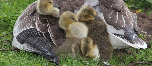 Утка с утятами под дождем - Sputnik Беларусь