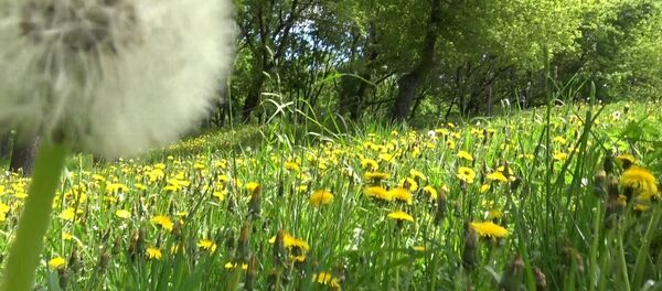 Видеофакт: кто гуляет днем в минских парках - Sputnik Беларусь