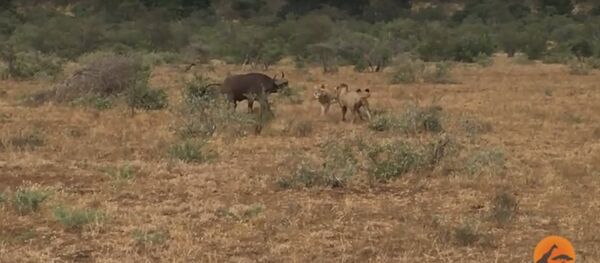 Видеофакт: быки прогнали львов, напавших на их сородича - Sputnik Беларусь