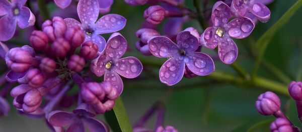 Квітнеючы бэз Квітнеючы бэз - Sputnik Беларусь