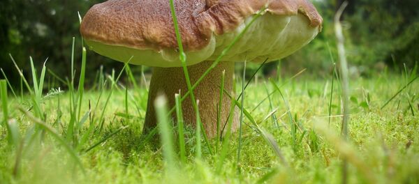 Белый гриб - Sputnik Беларусь