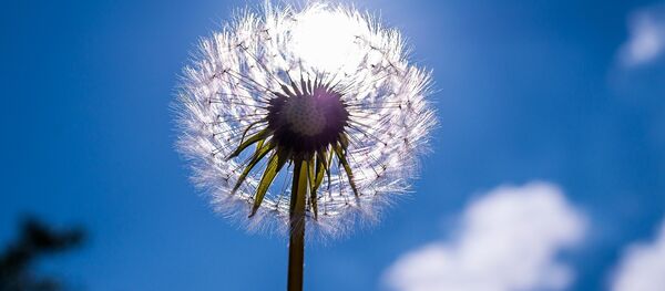 Одуванчик весной - Sputnik Беларусь