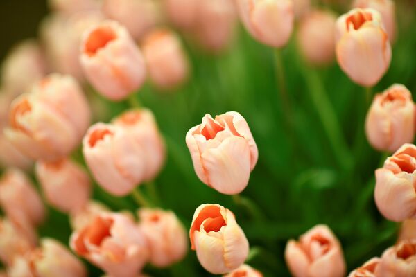  Календарь дачника на 4-10 мая 2020 года - Sputnik Беларусь